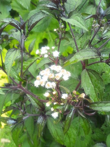 巨大ギボウシの花