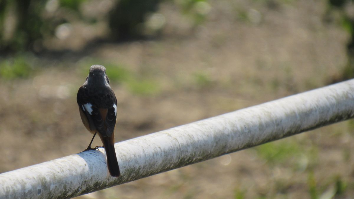 桜にジョウビタキ♂