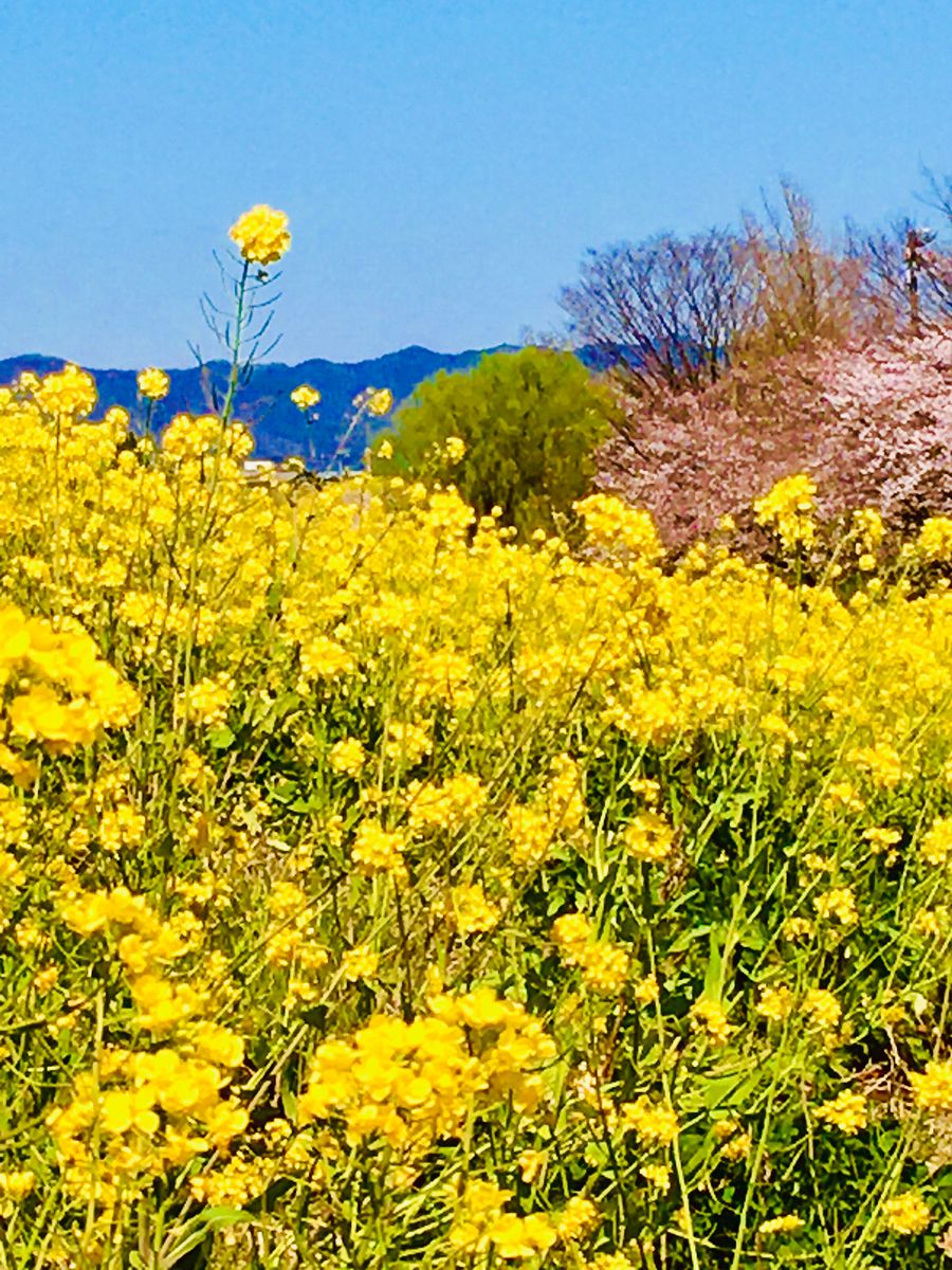 渡良瀬遊水地の菜の花畑