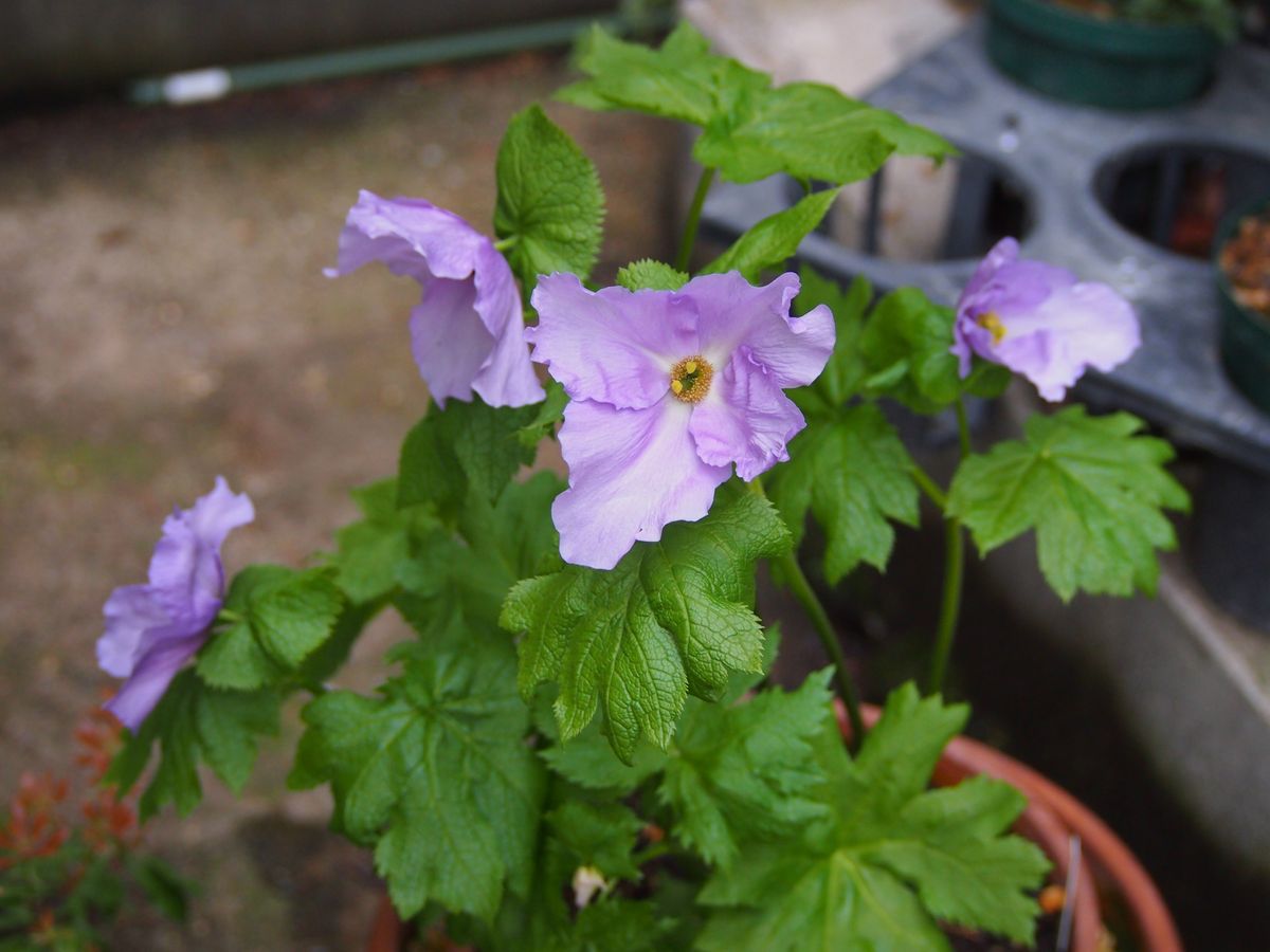 今年は4花で終わりそうです