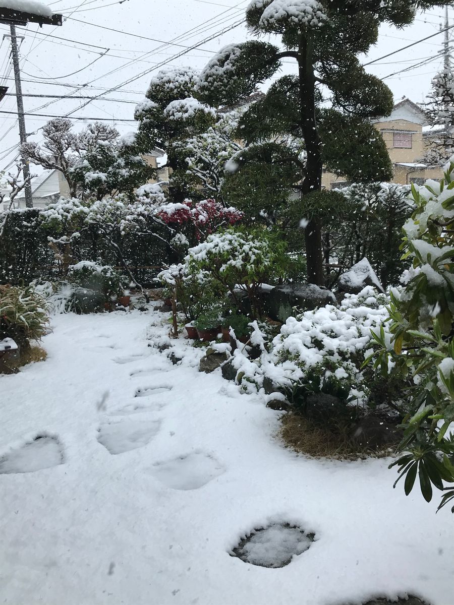 桜と、雪、、今日は(^^)v