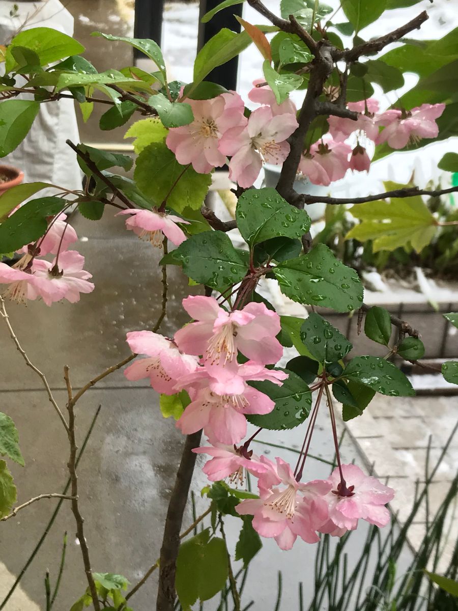 桜と、雪、、今日は(^^)v