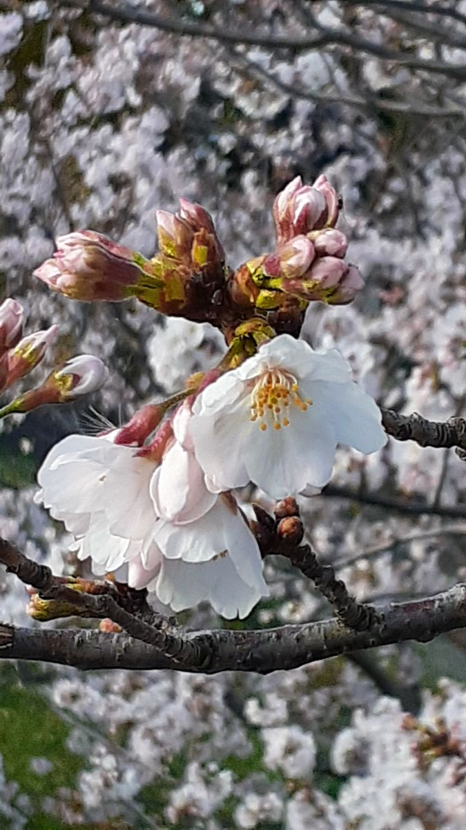 ふくおかルーバルガーデン2～春の🌸💓庭たより…桜🌸は何も知らないで何時もの春のように🍀