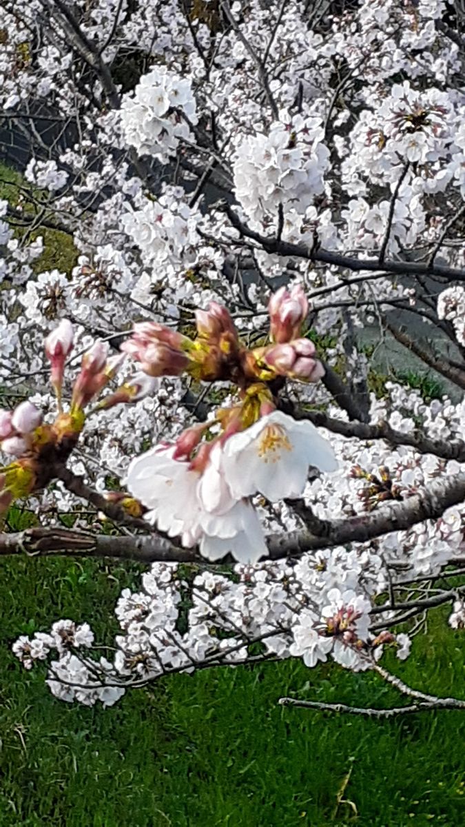 ふくおかルーバルガーデン2～春の🌸💓庭たより…桜🌸は何も知らないで何時もの春のように🍀