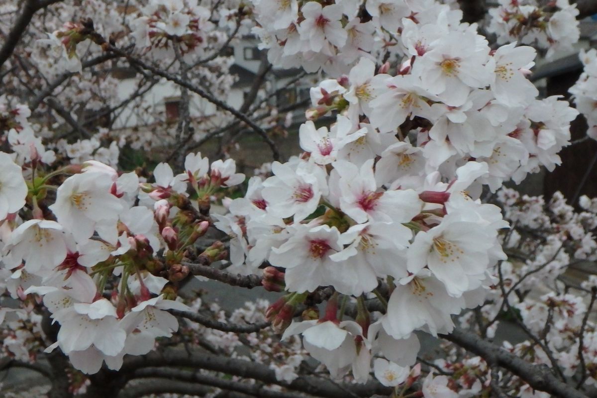 今年の桜のお花見