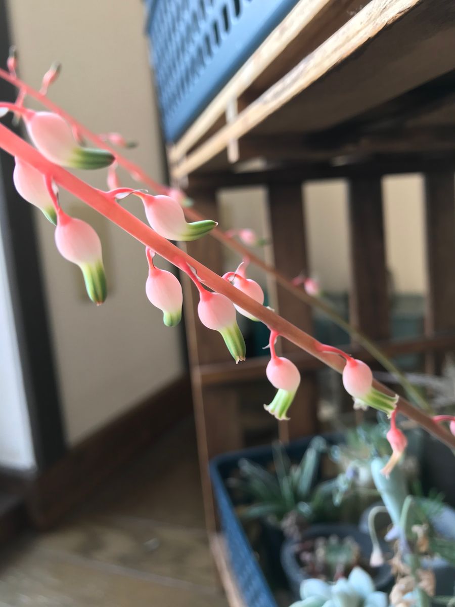 室内の花たち