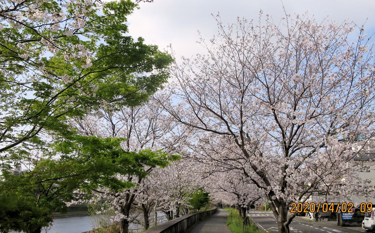 熊本桜満開 白川端 通勤路