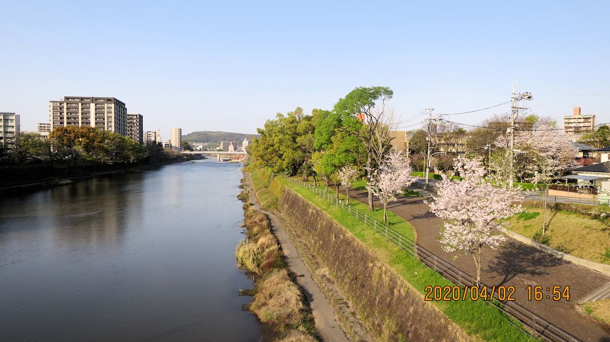 熊本桜満開 白川端 通勤路