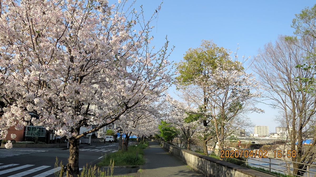 熊本桜満開 白川端 通勤路