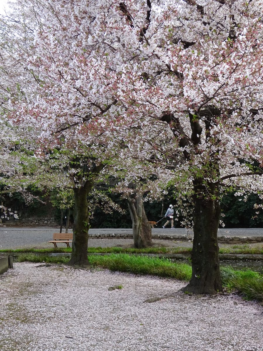 そろそろ桜も