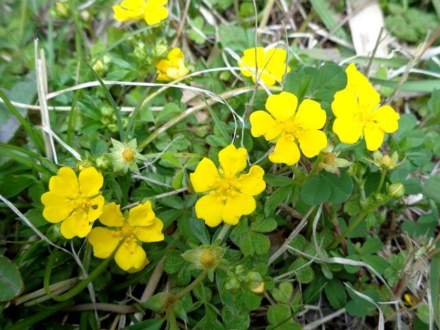 野の花②