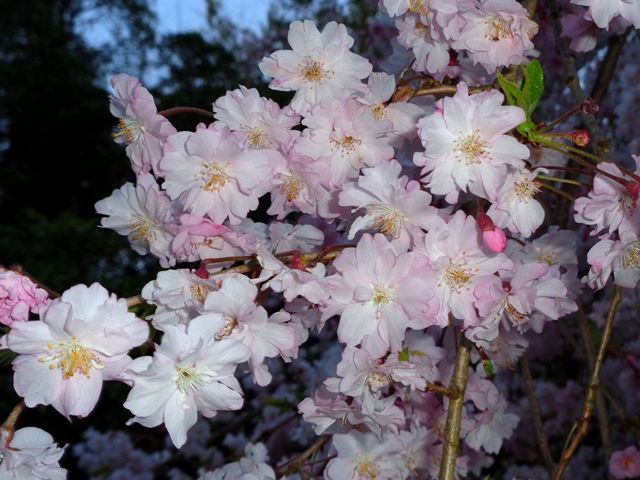 枝垂れ桜