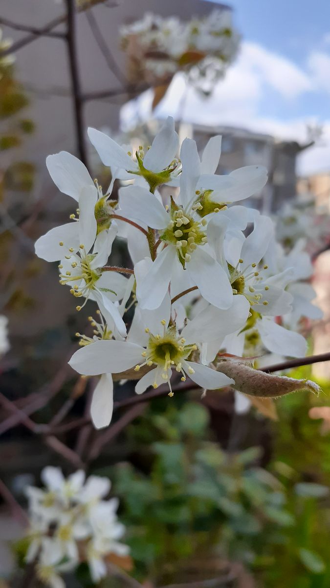 ふくおかルーバルガーデン2～春の🌸💓庭たより…花冷えの朝からぽかぽか陽気になりました。庭作業に励んで❗