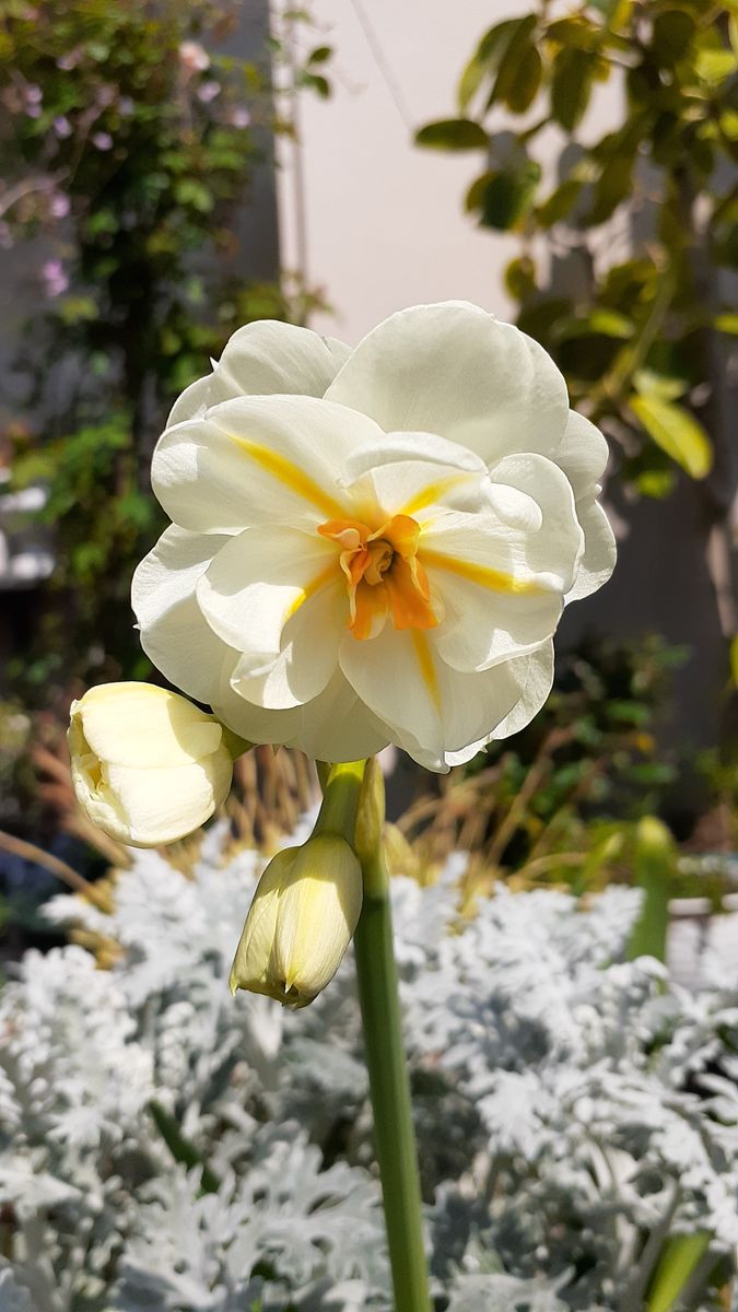 ふくおかルーバルガーデン2～春の🌸💓庭たより…花冷えの朝からぽかぽか陽気になりました。庭作業に励んで❗