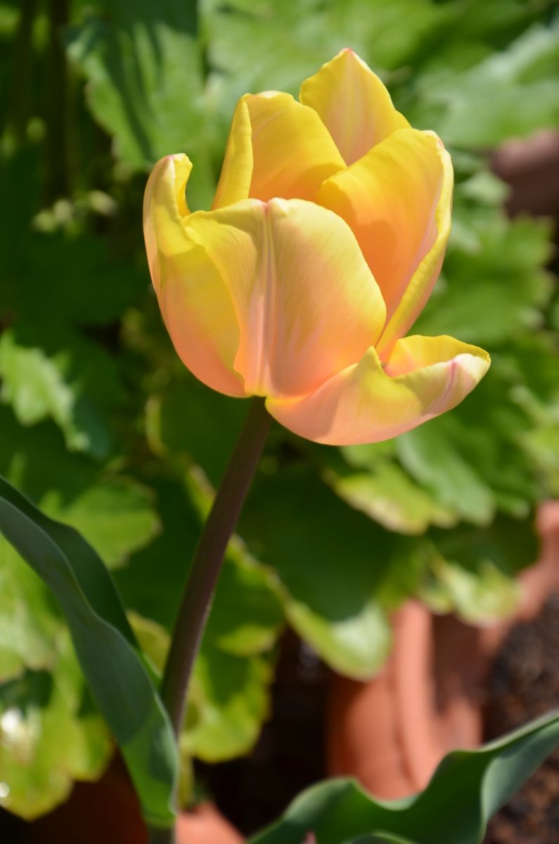 チューリップの花が咲いた、赤白黄色🎵