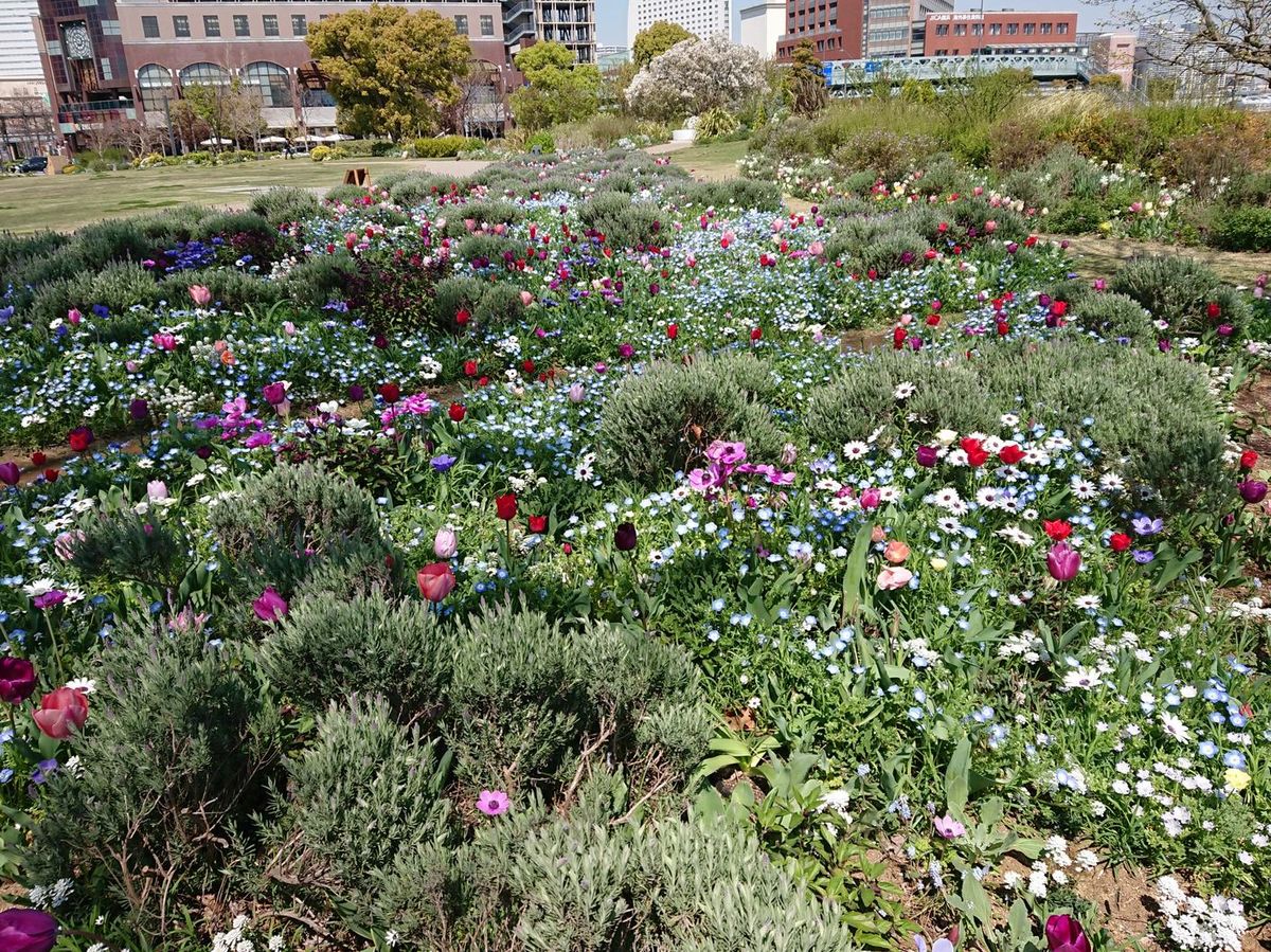 花便り・・・みなとみらい