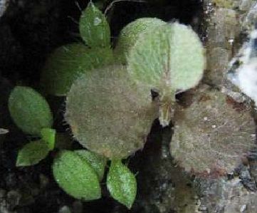 鉢植えから出てきたのは、小さな小さな花