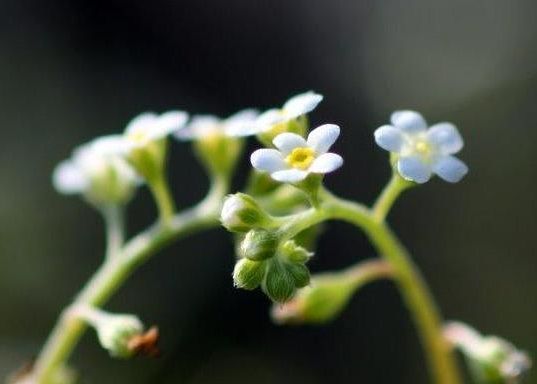 鉢植えから出てきたのは、小さな小さな花