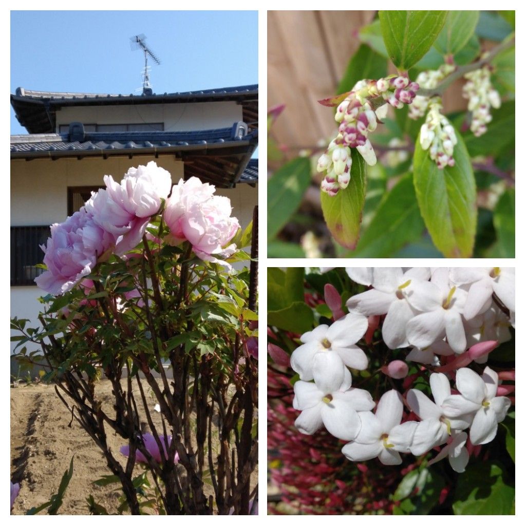 散歩道で見かけた花！