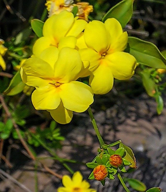 低木の花💠✨