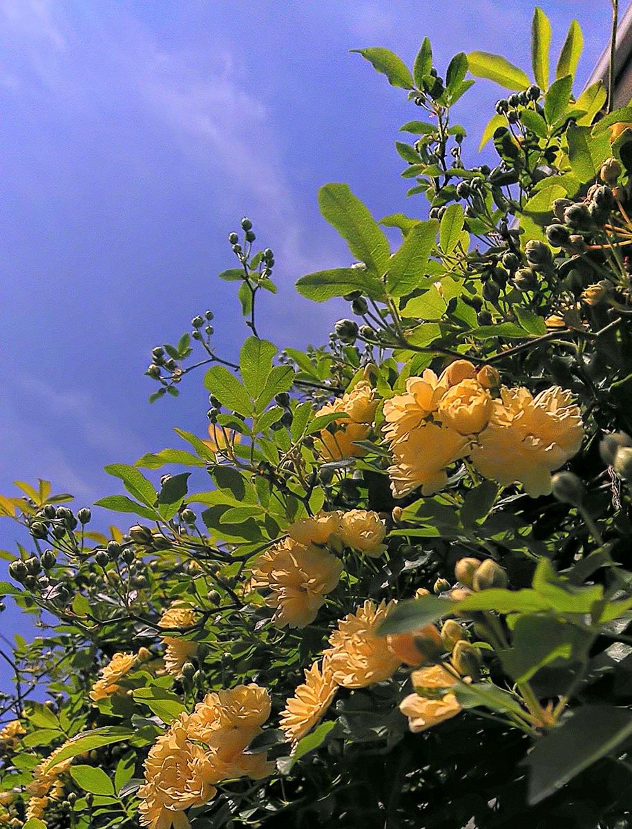 低木の花💠✨