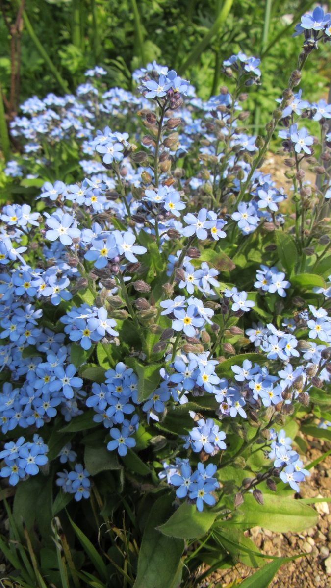 今年は長持ち忘れな草