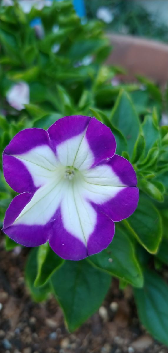 今日の花