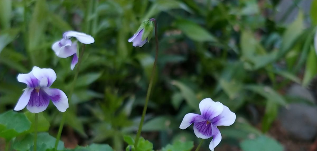 今日の花