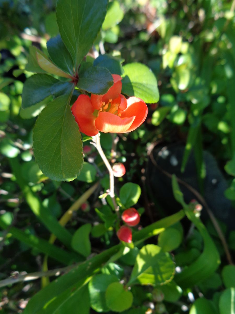 今日の庭から（お花編）