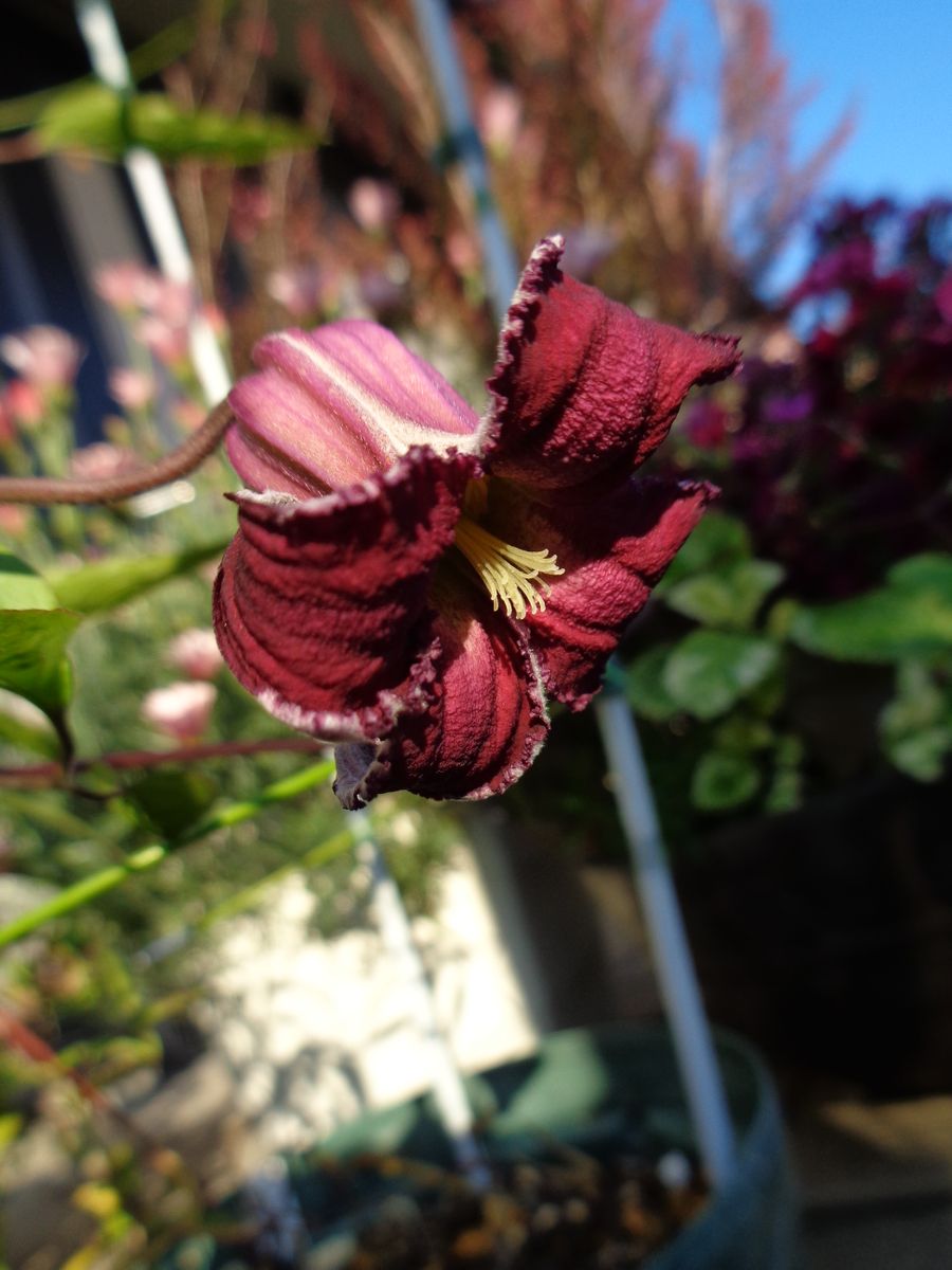 今日の庭から（お花編）