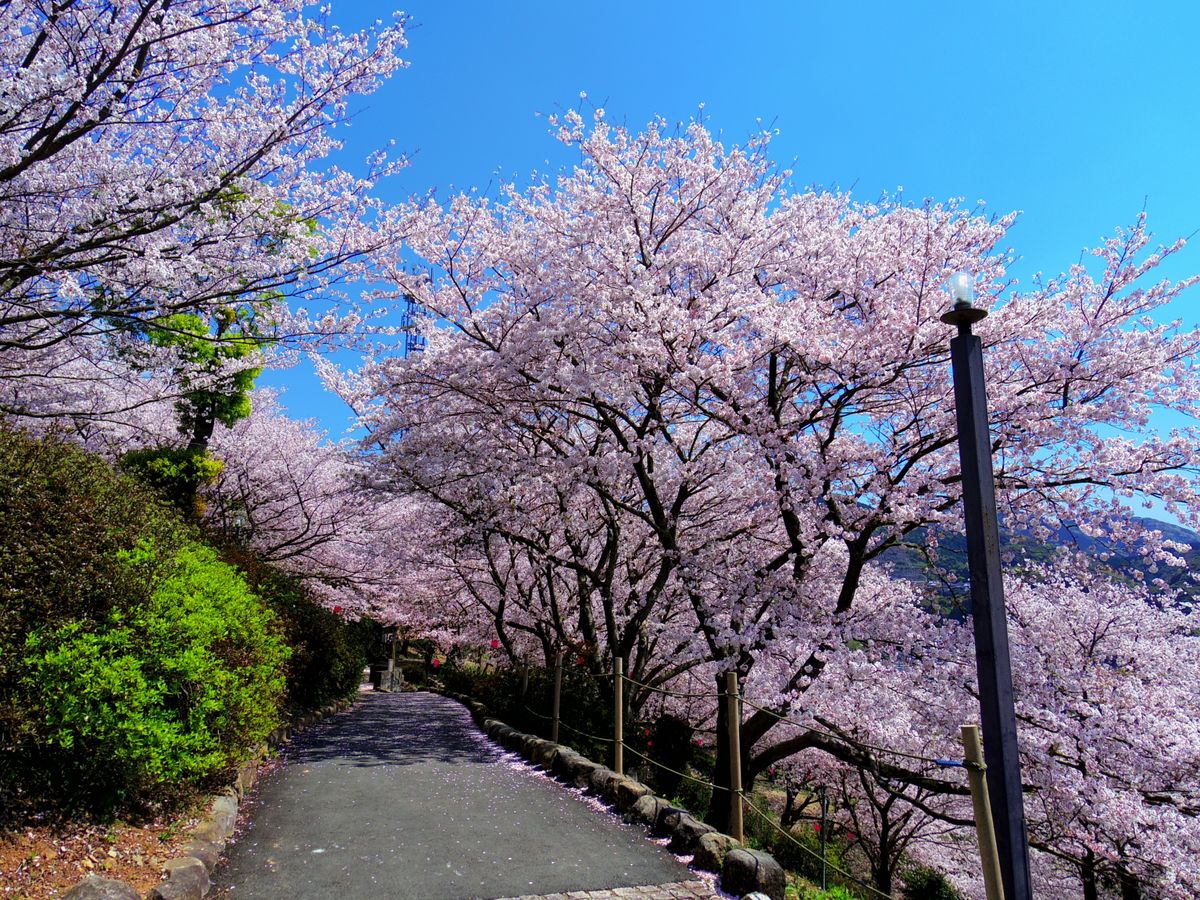 当地の桜の名所パート1