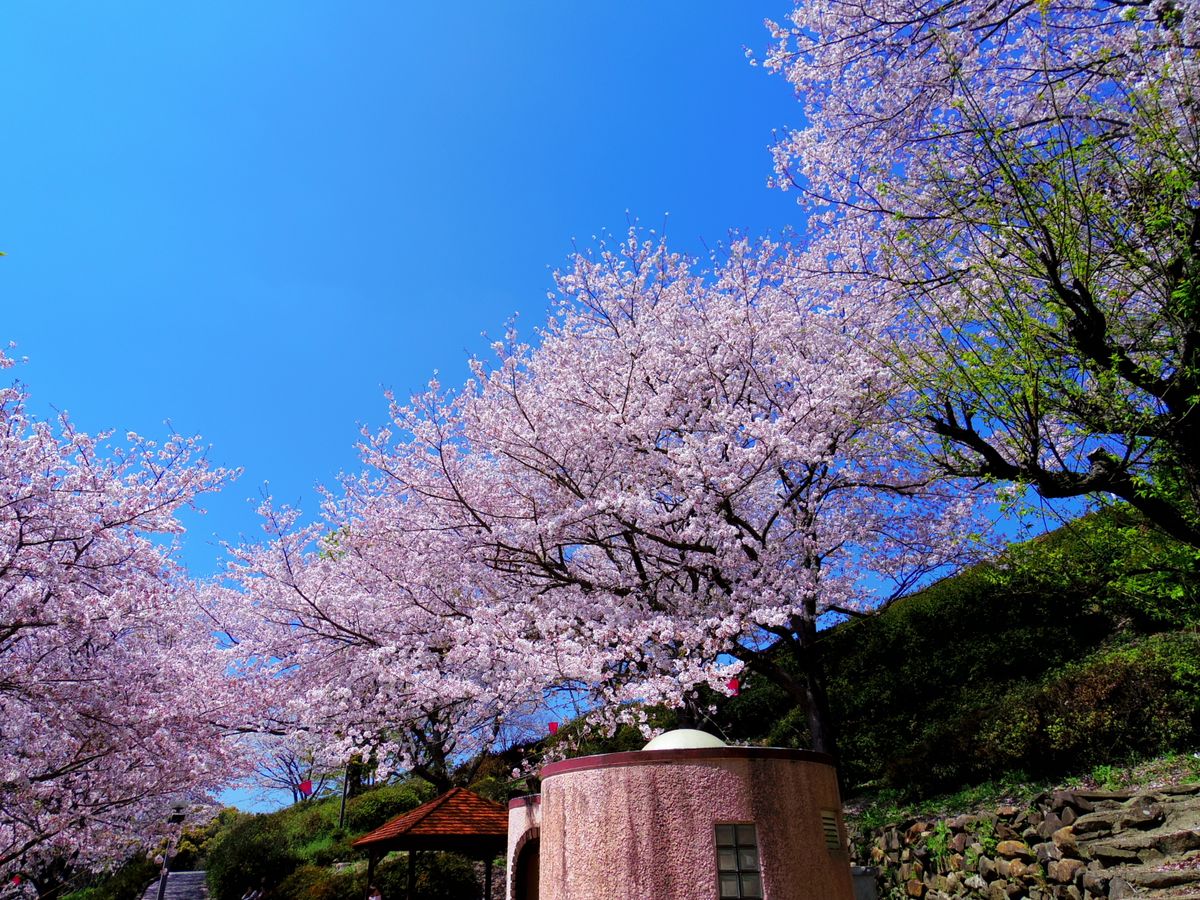 当地の桜の名所パート1