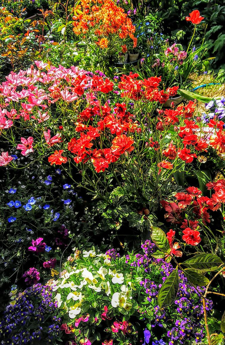 満開の春の花もそろそろ佳境✨