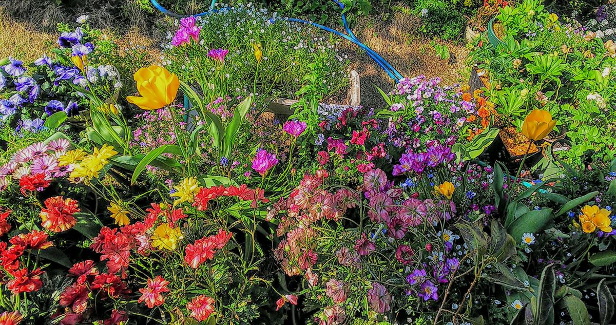 満開の春の花もそろそろ佳境✨