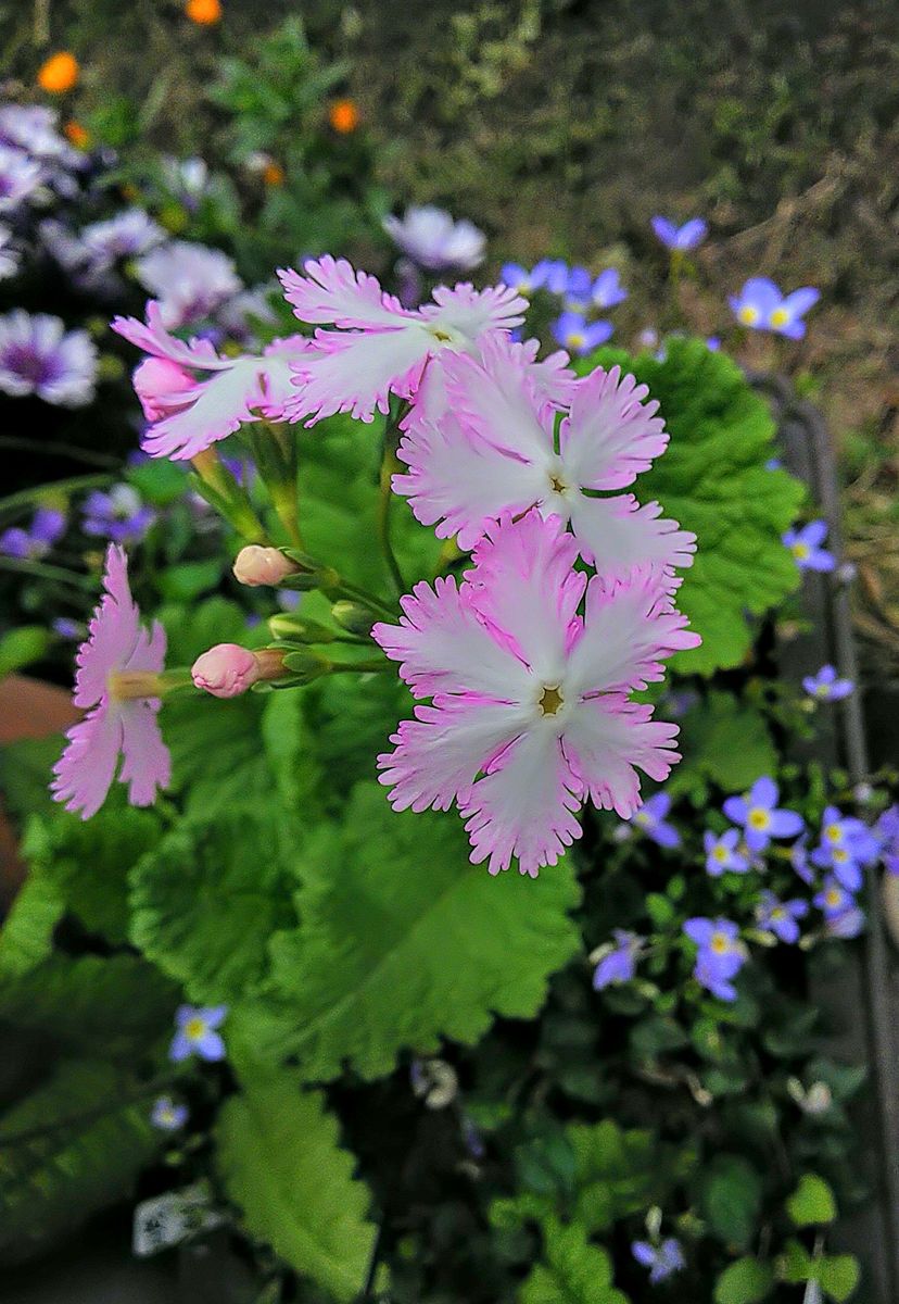 桜草🌸の開花