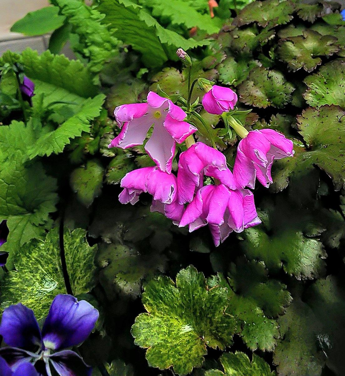 桜草🌸の開花