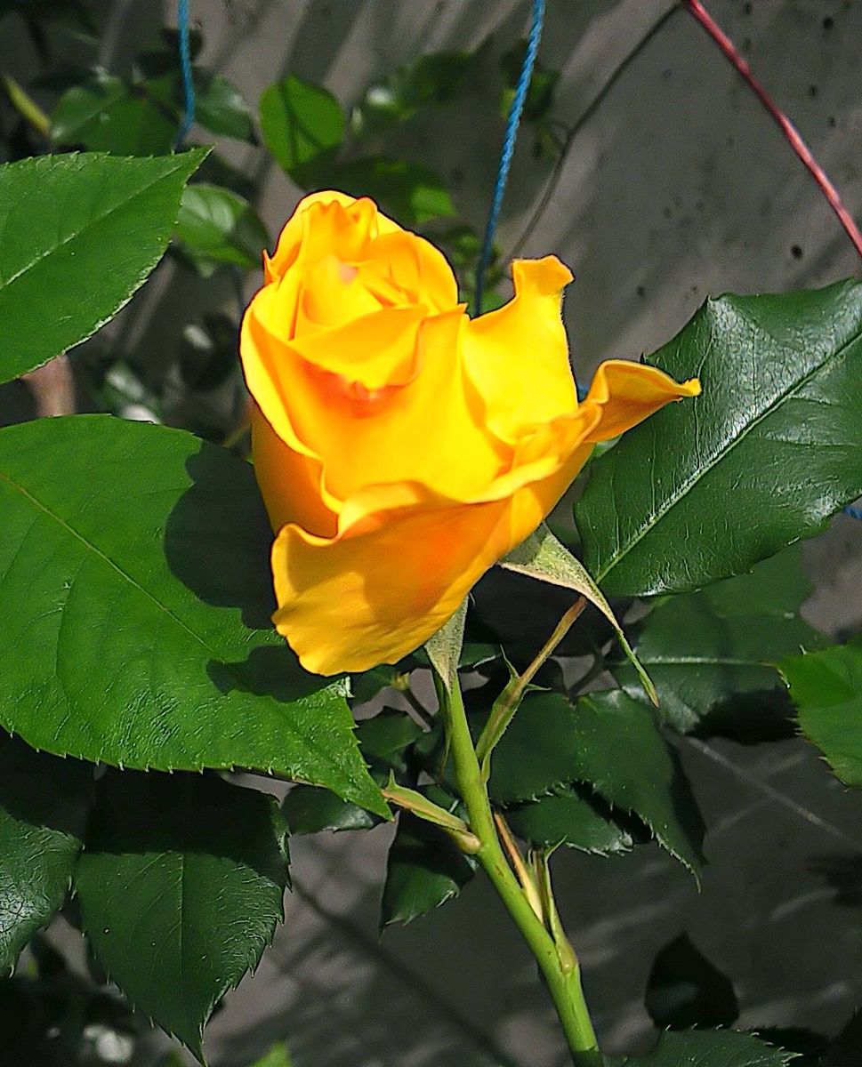 今日の薔薇🌹