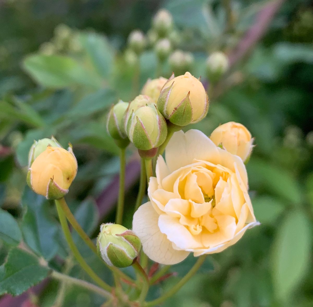 今日の薔薇