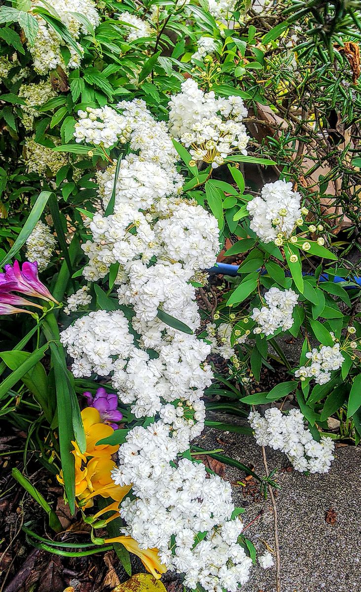 花木の開花