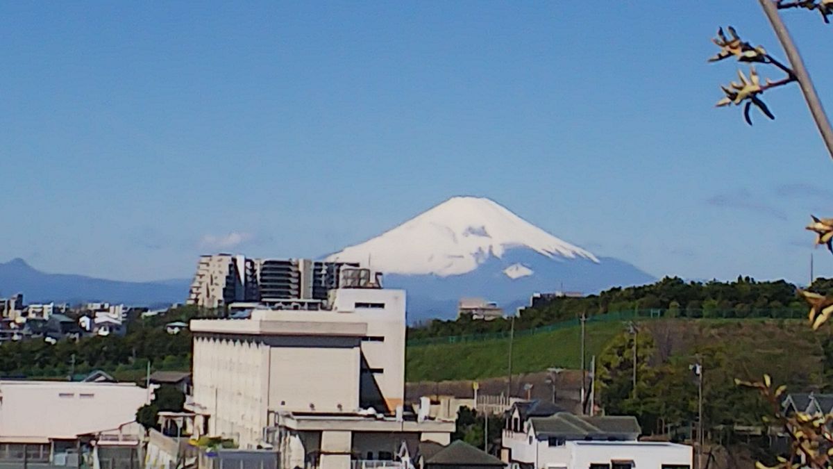 裏山から富士山🎵