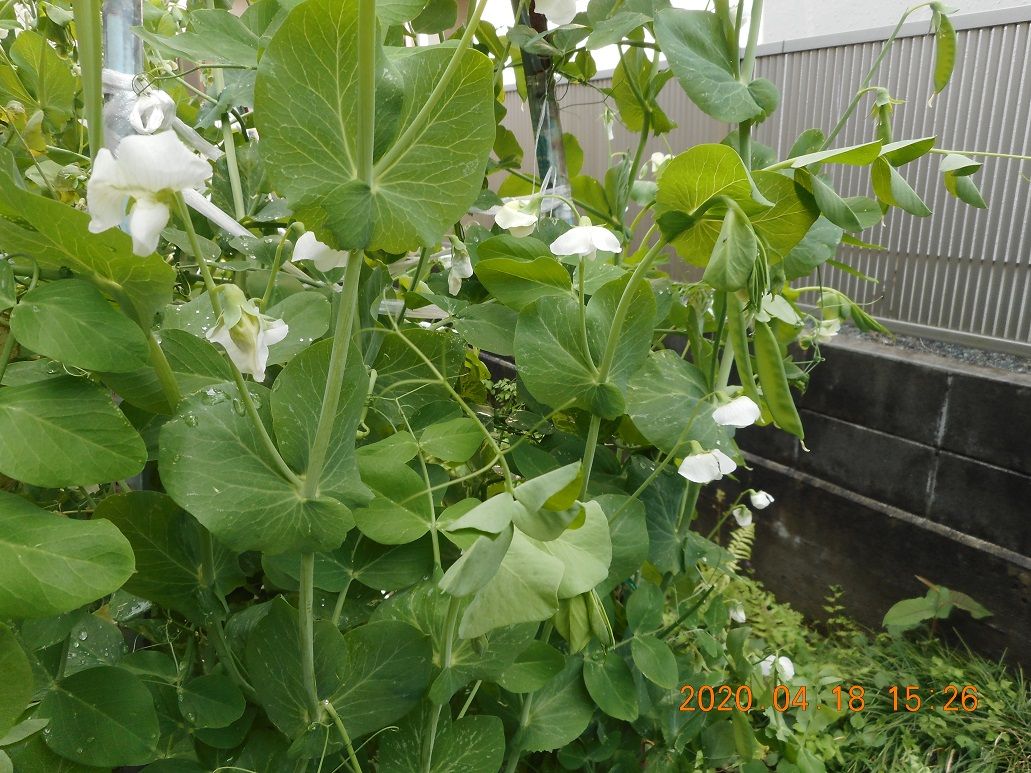 白花絹さや豌豆収穫・モロッコ隠元種(2020-4-19)