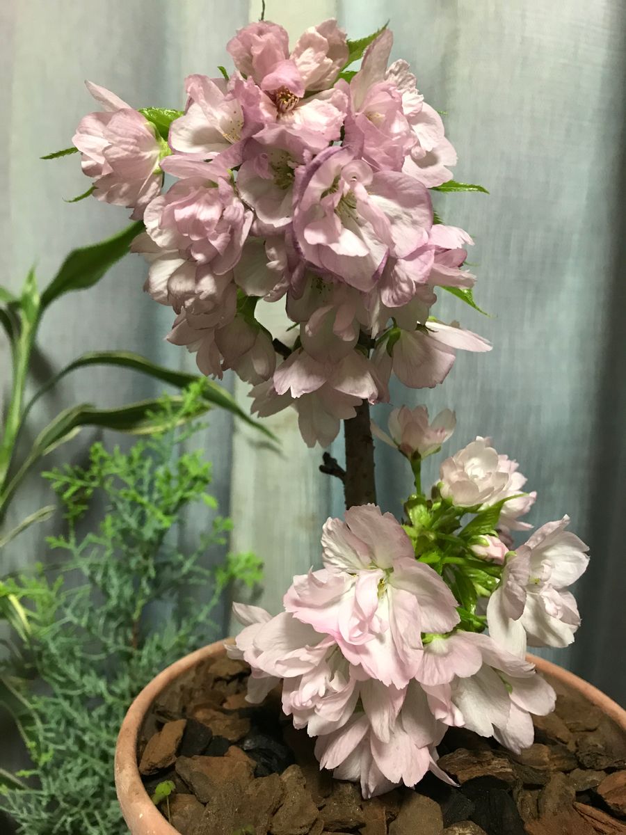 八重桜