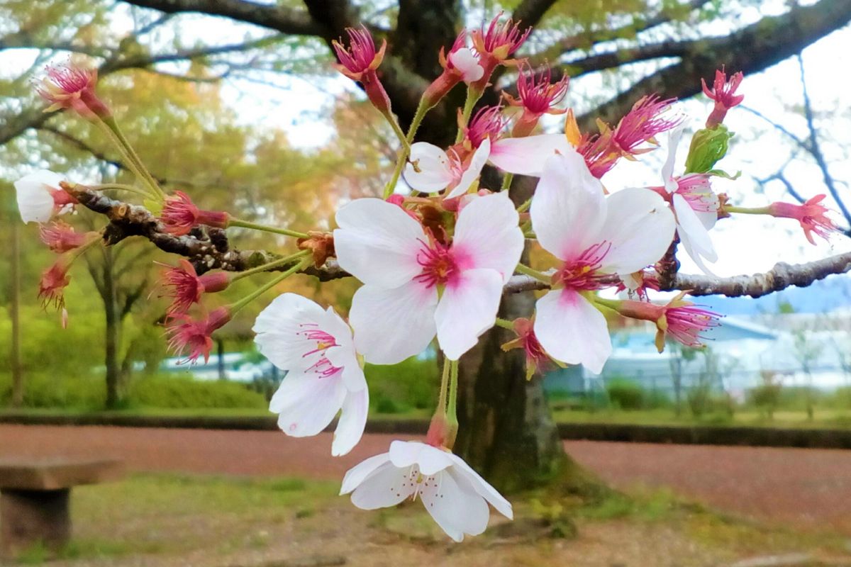 言葉で楽しむ桜の世界『残桜』🌸