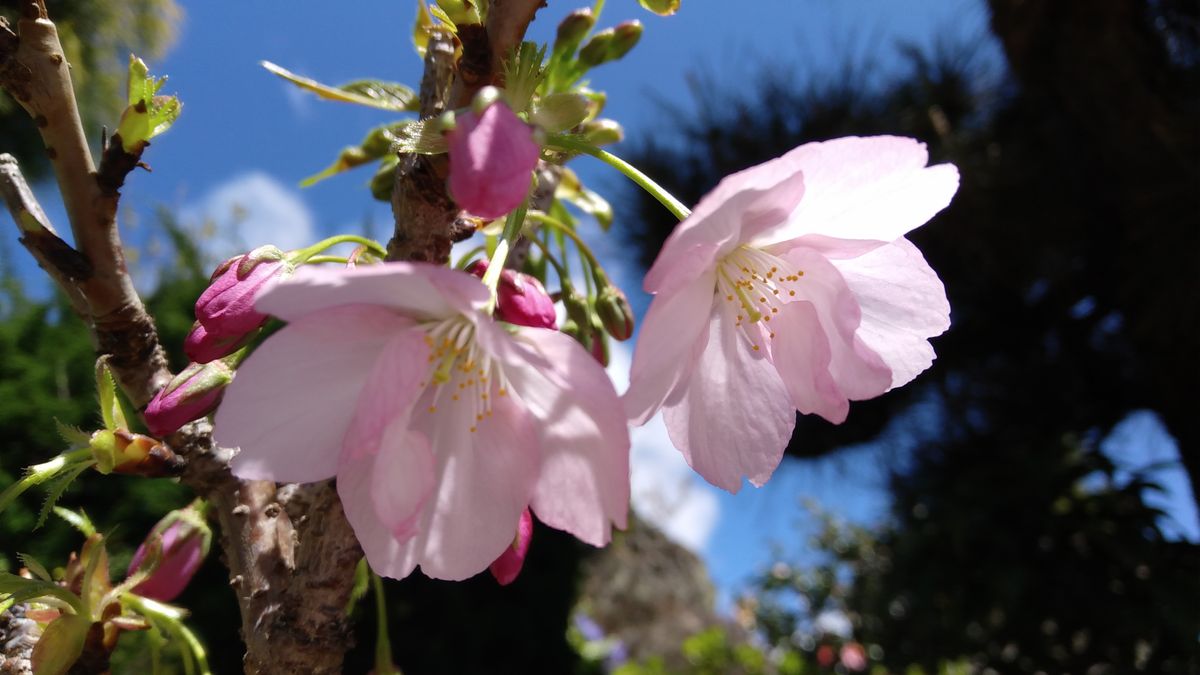 一才桜が咲き始めました