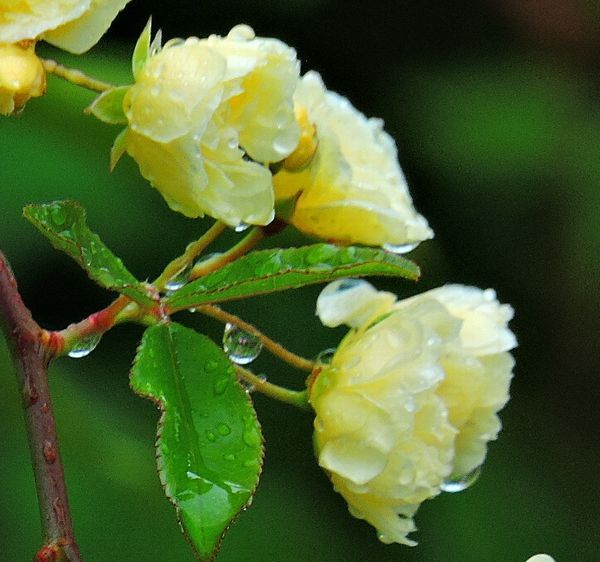 今日の庭から～雨の中の花