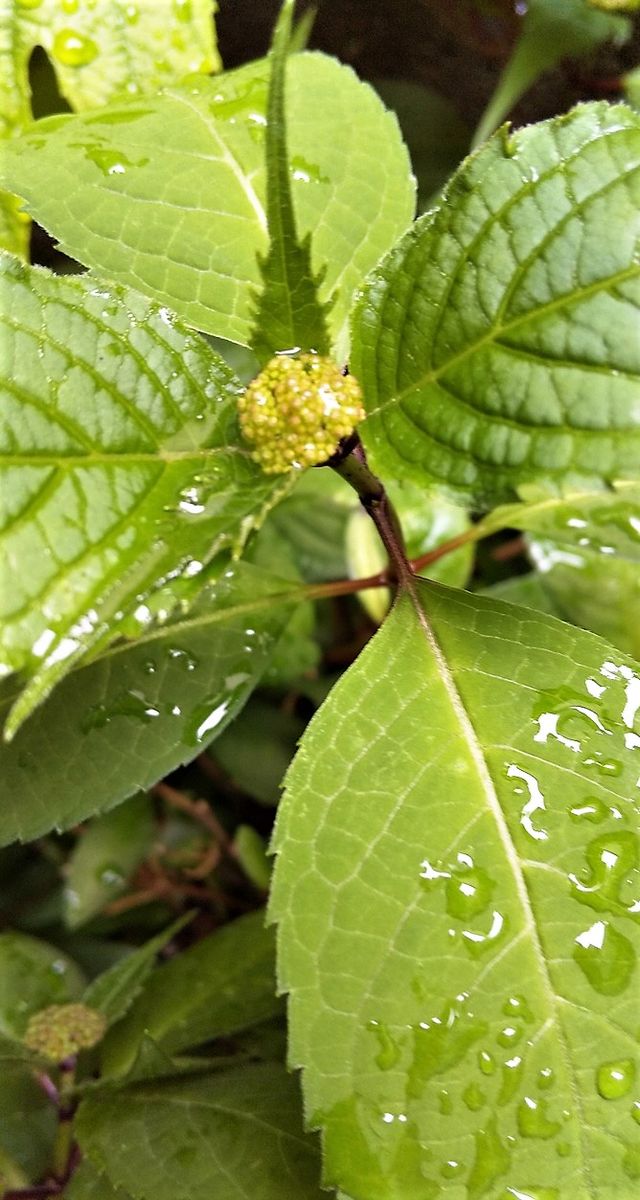 今日の蕾達❀