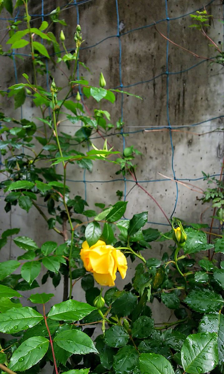 雨上がりのバラ🌹