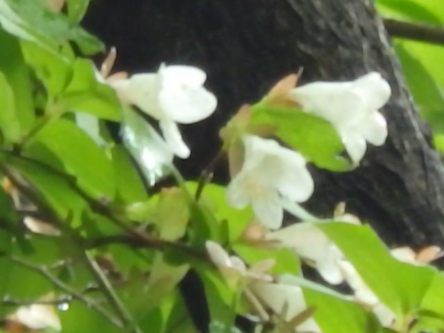 チョコレートの香りがする花