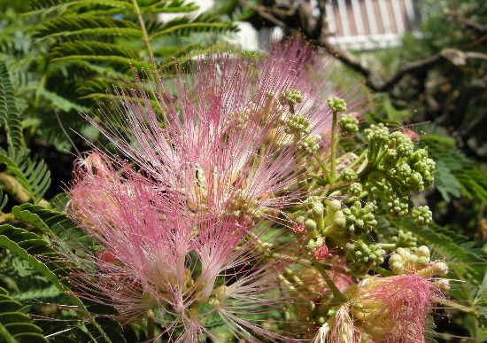 我が家の花