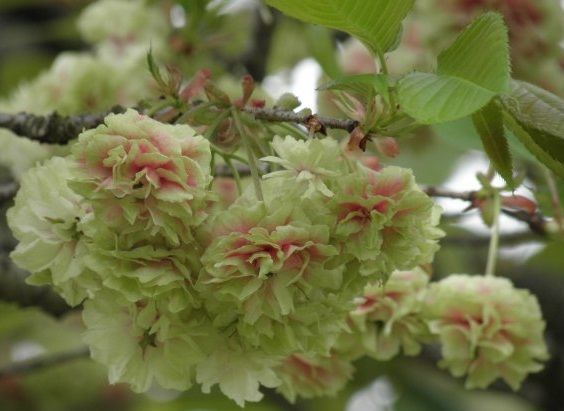 黄色い八重の素敵な桜❤